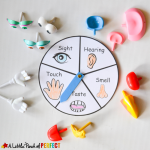 Five senses activities for kindergarten