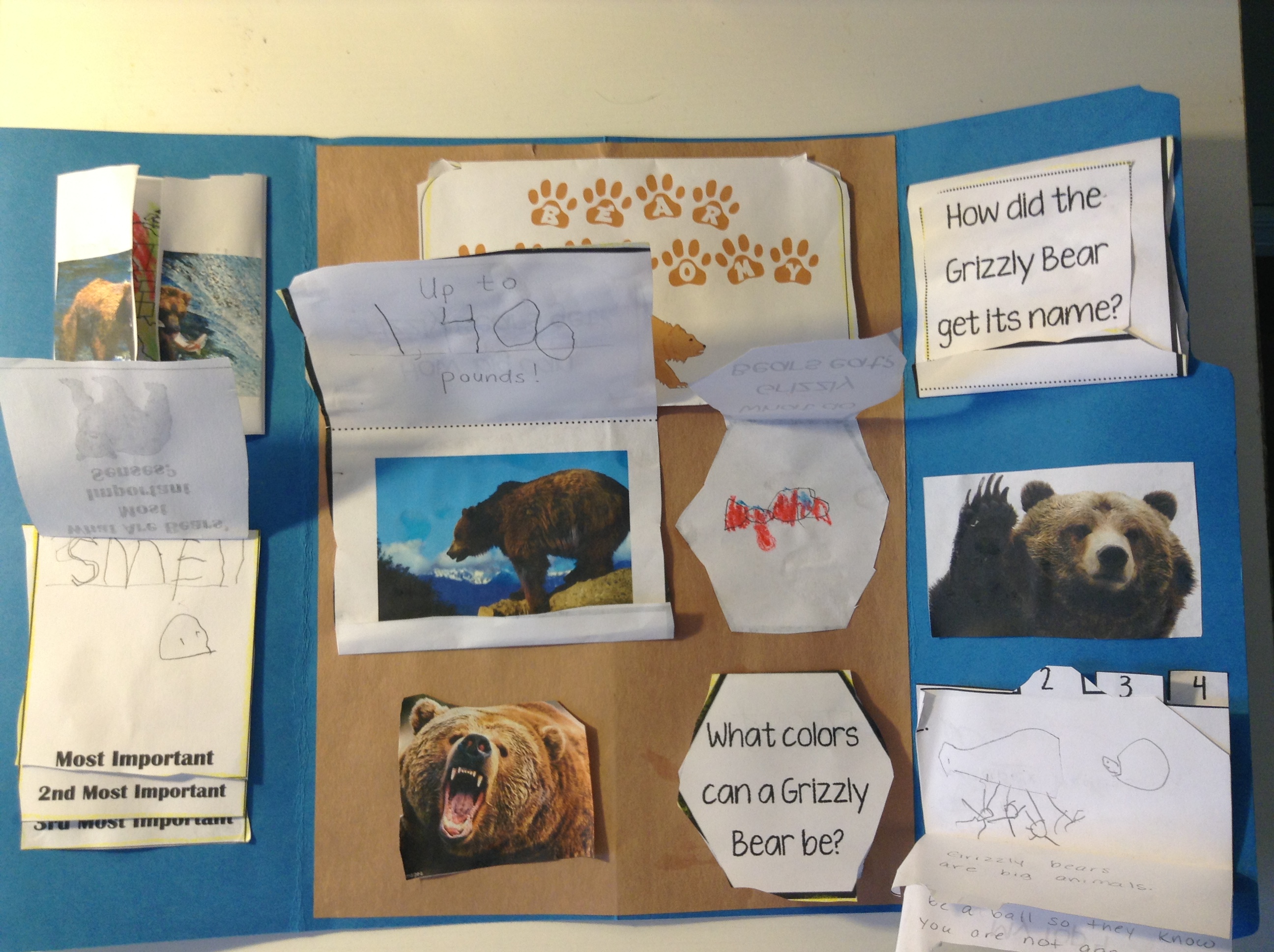 Grizzly Bear Facts for Kids! Elementary Unit Study Resources - The ...
